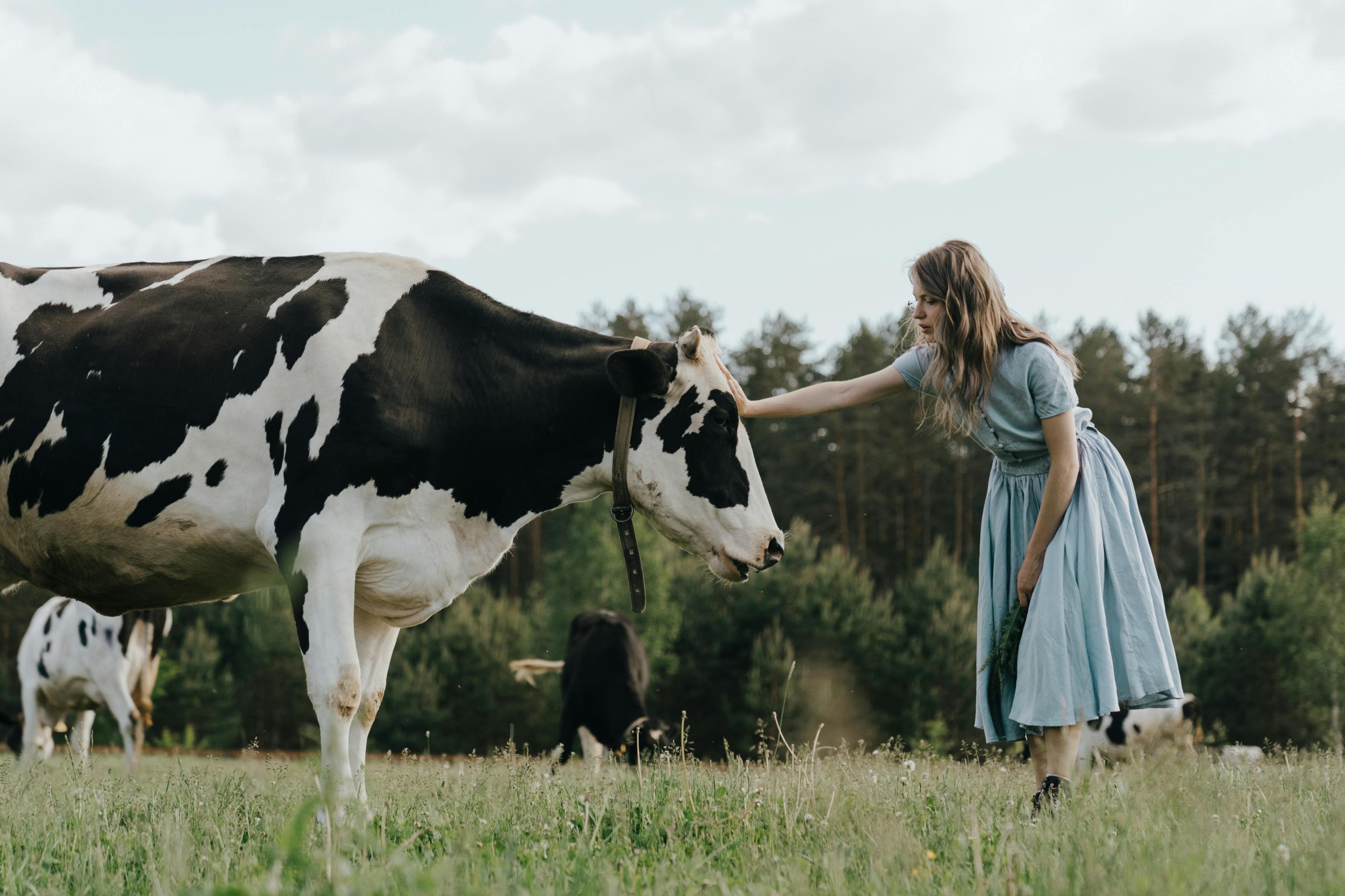KB Dairy Products