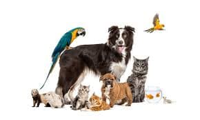 KB Pets